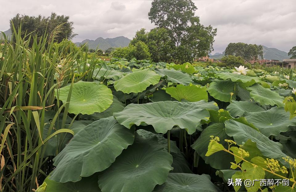 中山花鳥魚蟲市場(chǎng):深圳哪里有花鳥魚市市場(chǎng)