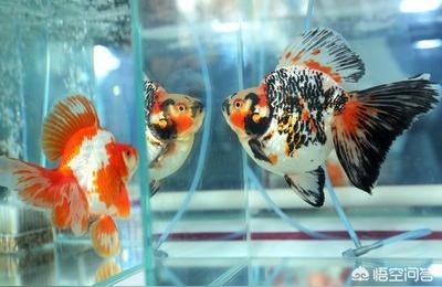 長(zhǎng)沙魚缸(長(zhǎng)沙哪里的水族館比較多) 魚缸百科