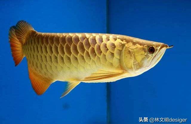 天和龍魚:龍魚趴缸是什么原因龍魚跳缸意味著什么