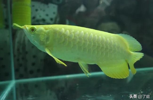 通遼魚缸(通遼哪里有花卉市場)