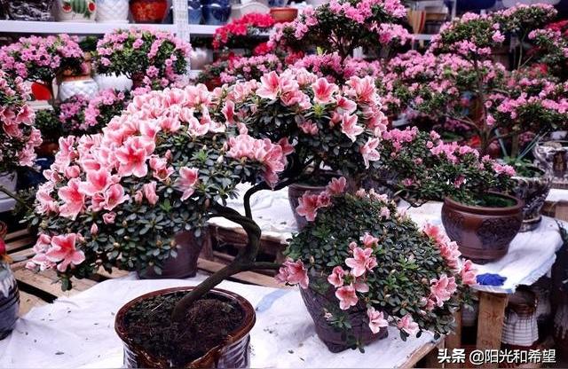 百藝城廣場:芳村花鳥魚蟲新世界怎么坐地鐵去 水族品牌