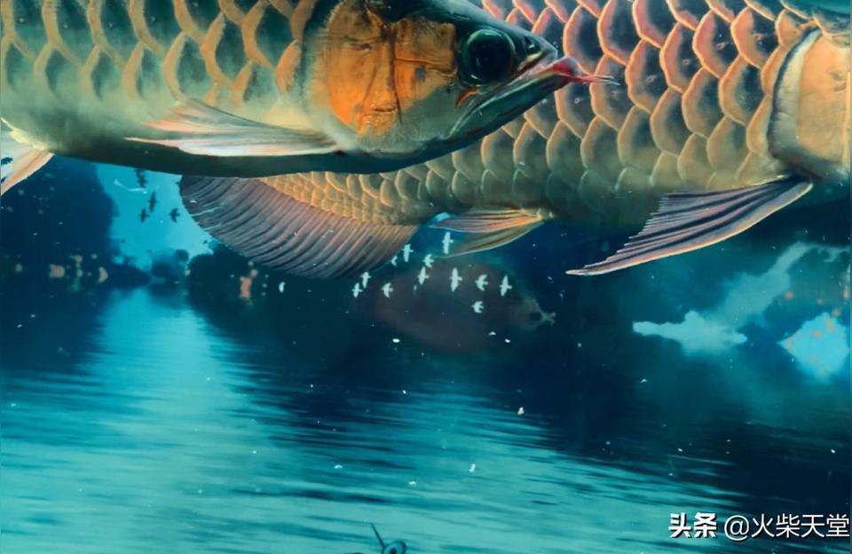 資陽魚缸(魚缸中產(chǎn)生一條缸霸) 魚缸百科