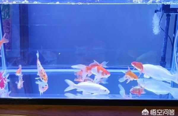 瑪豆水族器材:生態(tài)缸入門設備清單