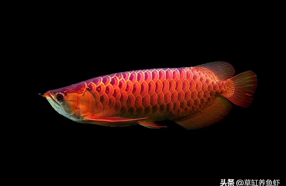 純血統(tǒng)印尼紅龍魚