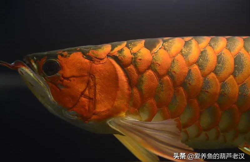 紅龍魚兜嘴是什么樣子