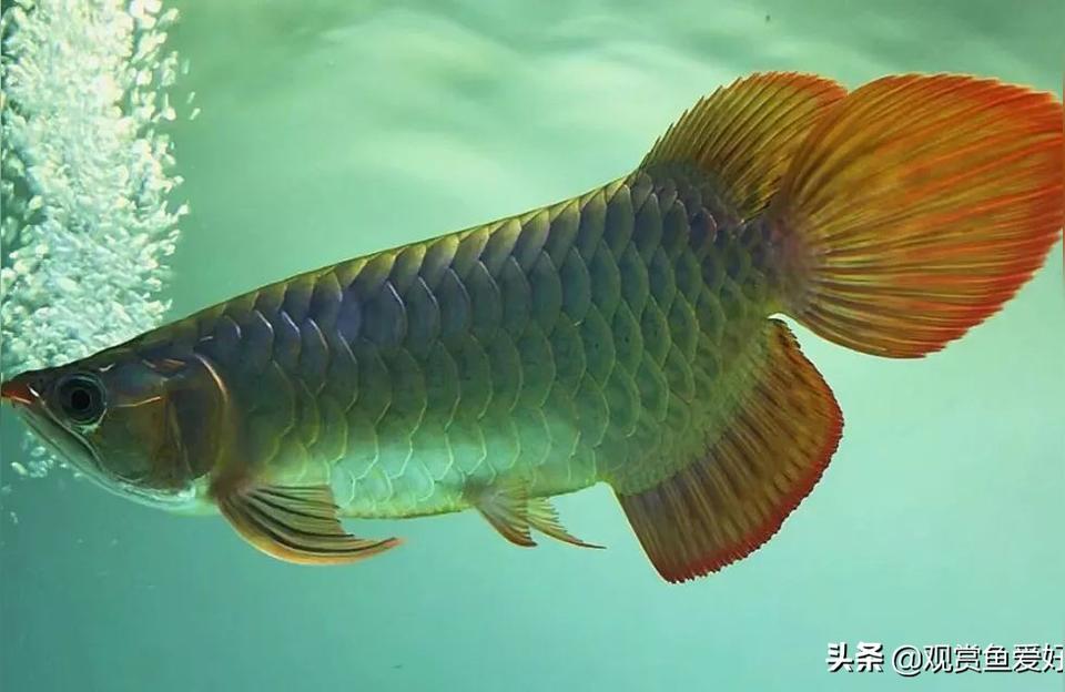 紅龍魚(yú)身體各部位圖片