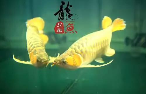 金龍魚掉尾能恢復(fù)嗎