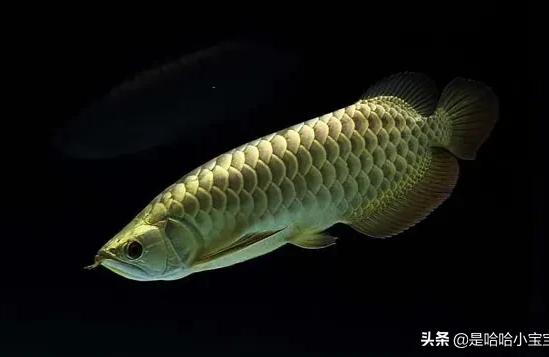 金龍魚高背和過背區(qū)別