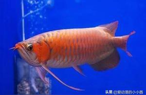 金龍魚(yú)突然暴斃