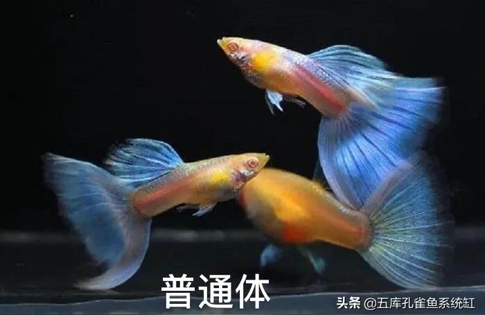 藍(lán)禮服白子孔雀魚