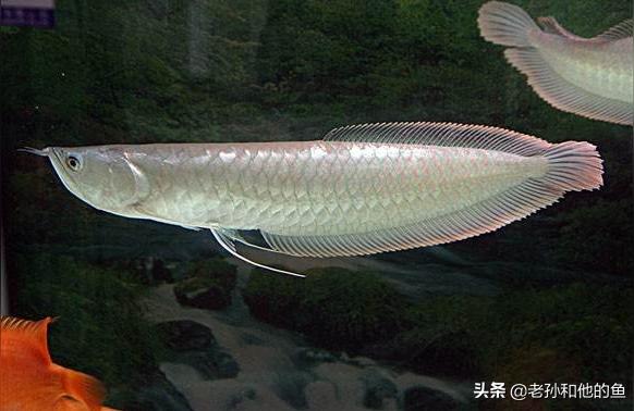 龍魚漁場:養(yǎng)龍魚的背景用什么顏色最好 水族維護服務（上門）