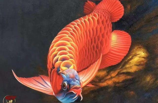 龍魚專賣:最小的龍魚品種是哪種 水族維護(hù)服務(wù)（上門）