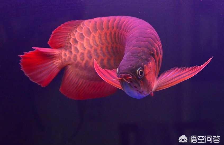 紅金龍魚價(jià)格258萬