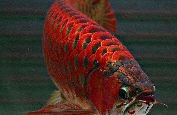 龍魚(yú)增色:燈光對(duì)龍魚(yú)顯色有什么影響