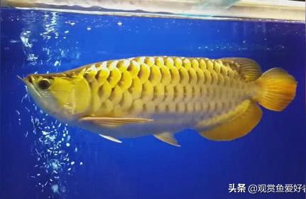 龍魚魚糧:龍魚吃什么飼料小魚