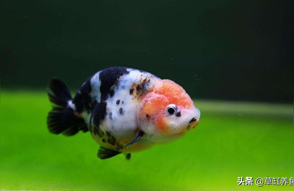 下沉魚糧:斑馬魚飼料上浮好還是下沉好