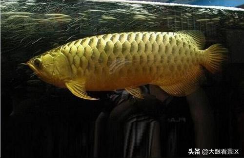 練手金龍魚