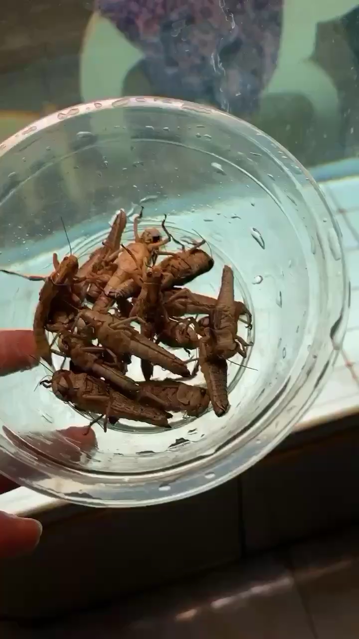 海北藏族自治州水族館草邊抓的螞蚱 黑金魟魚