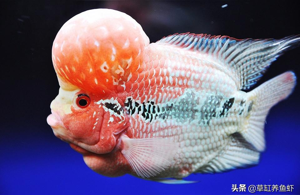 羅漢魚:為什么我的羅漢魚頭朝上豎著 羅漢魚