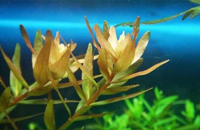 硝化細(xì)菌魚缸用水族凈水劑液體硝化菌活菌養(yǎng)魚用品百因美消化細(xì)菌:加過(guò)鹽的魚缸可以放硝化菌么