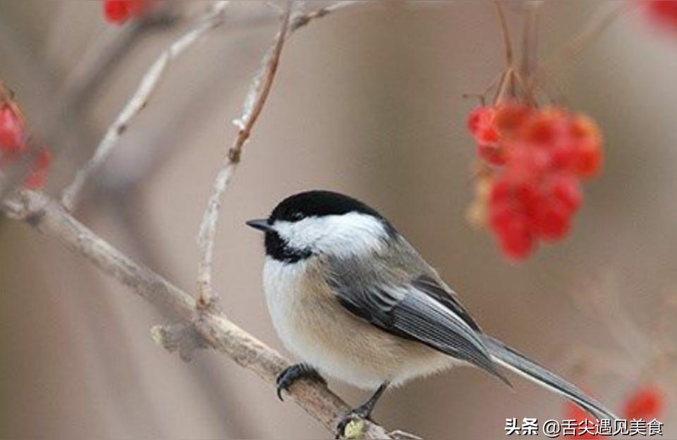 鳥食:請問黃雀鳥食自己怎么做 生態(tài)瓶/創(chuàng)意缸/桌面微景缸