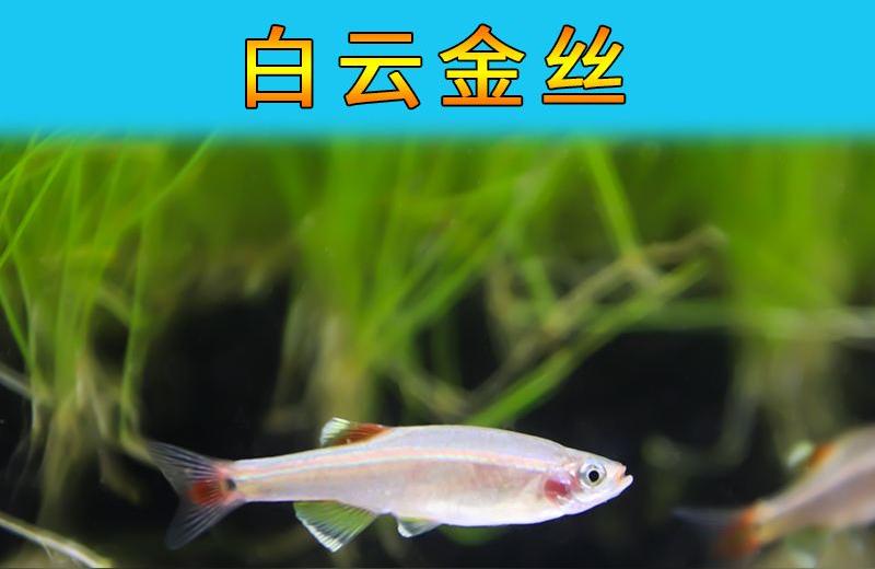 白云金絲魚:白云金絲魚為什么老死