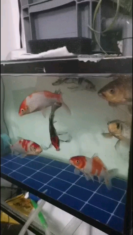 9條老魚