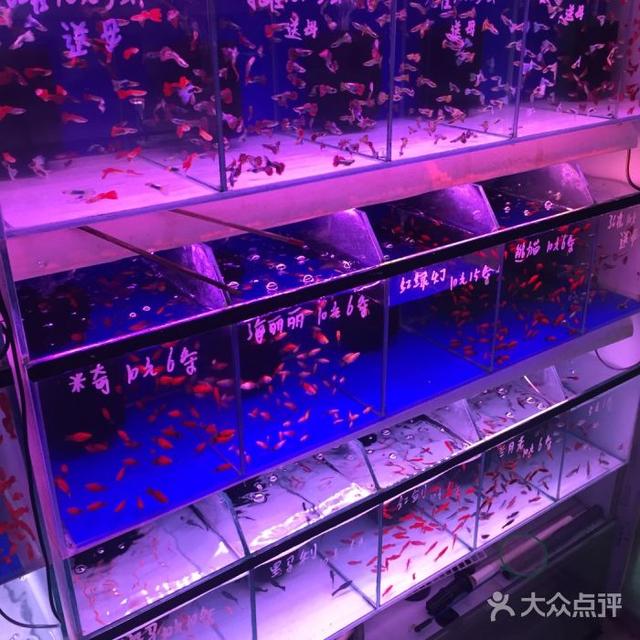 畢節(jié)觀賞魚批發(fā)市場