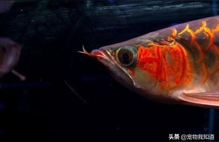 白銀龍魚(yú)批發(fā):金龍魚(yú)和銀龍魚(yú)為什么那么貴