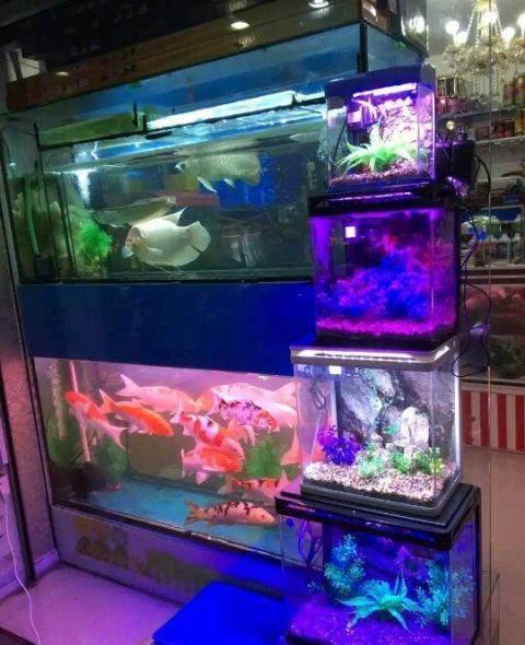 重慶哪有水族用品店:重慶的水族市場(chǎng)都在哪