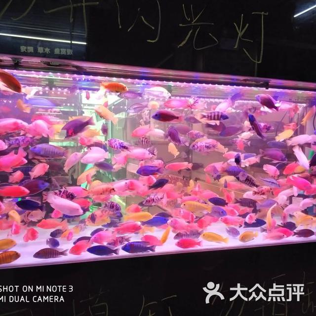 上饒觀賞魚批發(fā)市場 觀賞魚批發(fā)