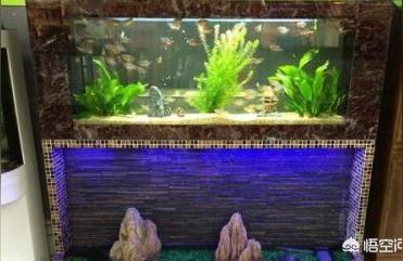 阜陽哪有水族用品店:潁上縣水族館有賣觀賞魚