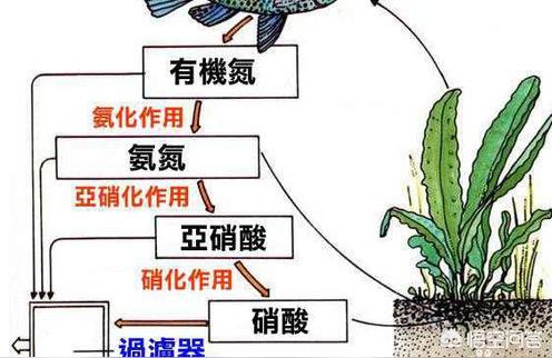 喜尊水族專用電子秤0.01g克稱小秤小型數(shù)度克度稱重克稱 水族品牌