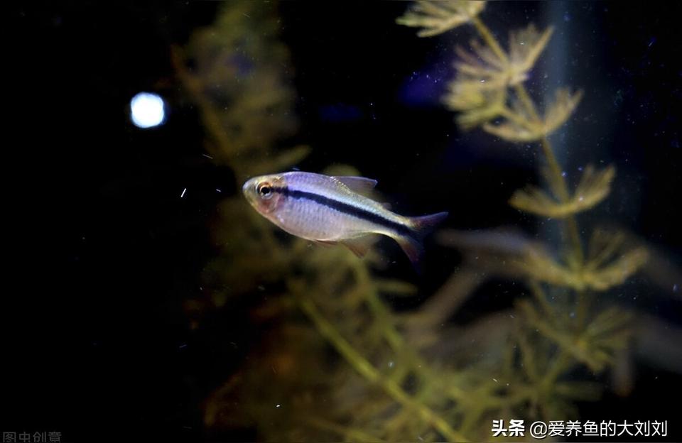 光特億殺菌燈魚(yú)池戶外除藻綠水魚(yú)缸UV滅菌潛水式水族紫外線消毒燈