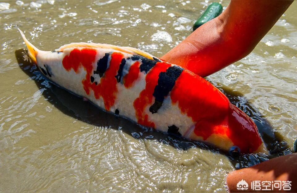 賽級(jí)錦鯉魚專用飼料增色增體不渾水金魚觀賞魚小顆粒魚糧魚食家用