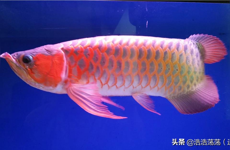 紅龍魚混養(yǎng)最佳搭配圖:兩條紅龍混養(yǎng)容易嗎 超血紅龍魚