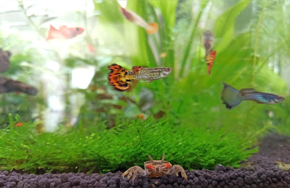 yee熱帶魚魚食凍干豐年蝦塊七彩魚飼料小型魚飼料凍干紅蟲干魚蟲