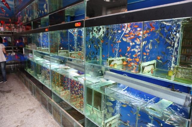 昆明哪有水族用品店:在昆明什么地方有漁具專賣店 水族用品