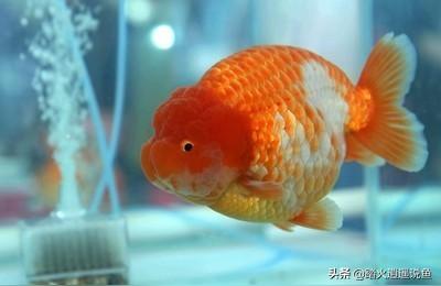 蘭壽金魚飼料起頭下沉泰獅魚食螺旋藻高蛋白上浮顆粒觀賞專用魚糧