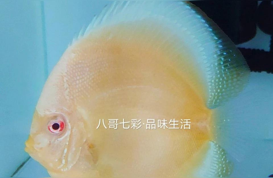 七彩神仙魚視頻:七彩神仙魚24度能活嗎