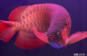 紅龍魚發(fā)色過程分析圖:紅龍魚怎么吃框 超血紅龍魚