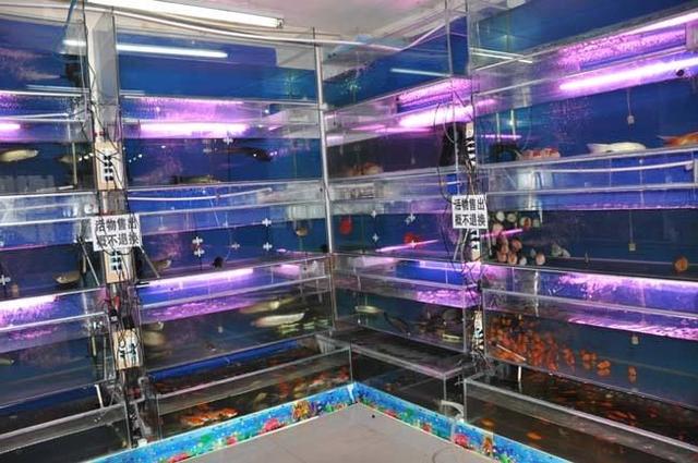 廈門哪有水族用品店:廈門的觀賞魚那里批發(fā)的 水族用品