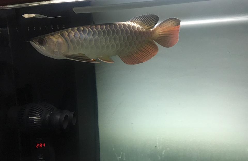 紅龍魚的價(jià)格:2500元能買到什么樣的龍魚 超血紅龍魚