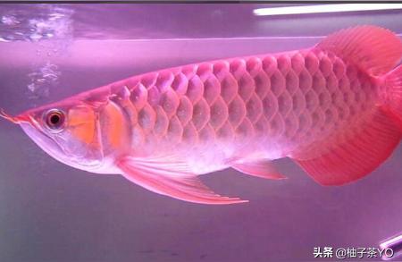 揚(yáng)州龍魚(yú):乾隆游瘦西湖釣金龍魚(yú)的典故