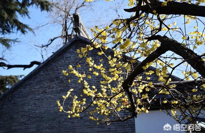 淮安花鳥魚蟲市場:江蘇淮安有哪幾個花卉市場