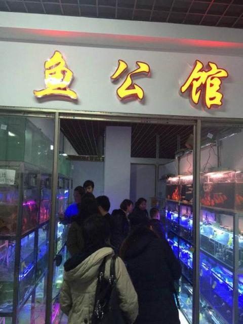 隨州觀賞魚批發(fā)市場:隨州市哪里有賣三文魚