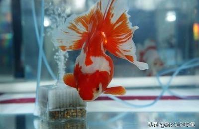 林芝魚缸售后維護(hù):魚缸裂了怎么修