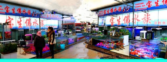 臨沂魚缸水族箱批發(fā)市場(chǎng):臨沂觀賞魚批發(fā)市場(chǎng)在那條路上呀 觀賞魚批發(fā)