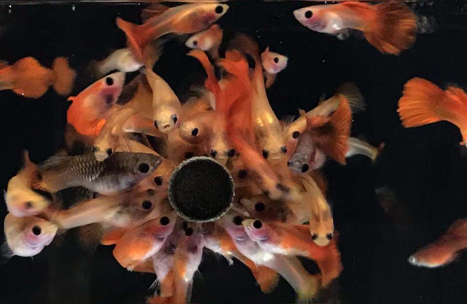 南昌魚(yú)缸售后維護(hù)電話:哪家的水族魚(yú)缸維護(hù)的比較好呢 觀賞魚(yú)水族批發(fā)市場(chǎng)