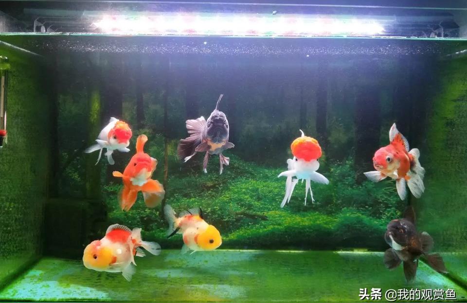 魚缸魚:魚缸里養(yǎng)什么魚 魚缸百科